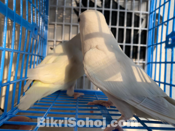 Love bird